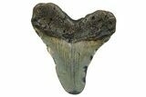 Juvenile Megalodon Tooth - North Carolina #376554-1